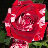 Miniature Rose Plant, Live 3” Potted Rose, Compact, Colorful Flowering Rose Bush for Indoor Outdoor Gardens (Red Pink)