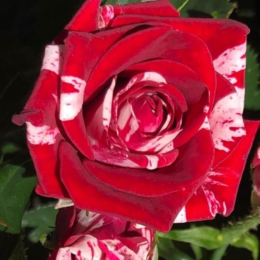 Miniature Rose Plant, Live 3” Potted Rose, Compact, Colorful Flowering Rose Bush for Indoor Outdoor Gardens (Red Pink)