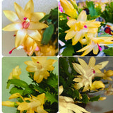 Yellow Christmas Cactus Plant Live Christmas Cactus, Holiday Cactus Live Plant, 4 Inc Pot
