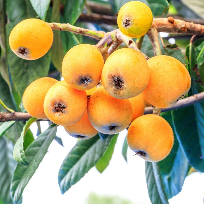 Loquat Tree Live Plant, 5 to 9 Inc in Height, Golden Loquat Plant Live, Cold Hardy Fruit Tropical Plant Home Orchard
