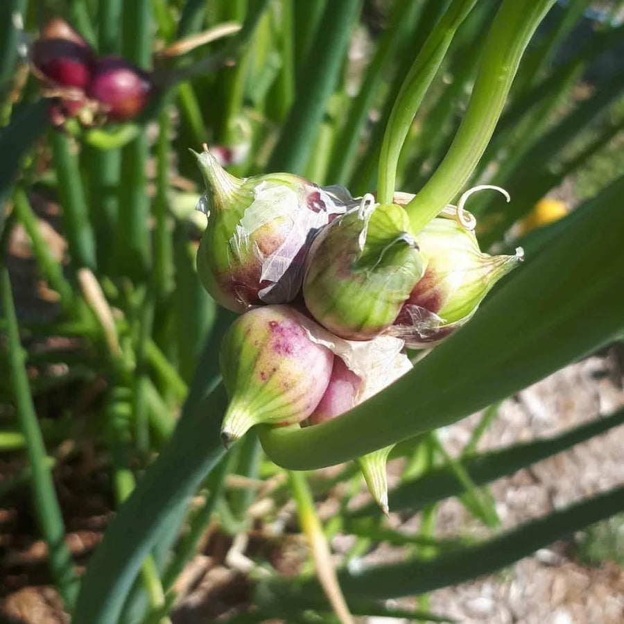 100 Egyptian Walking Onion Seeds for Planting - Heirloom Perennial Onion Seeds, Hardy Vegetable Seeds for Outdoor Garden