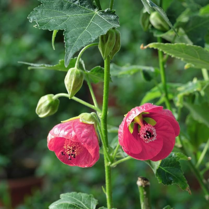 2 Abutilon Plants Live 5-8 Inches Tall - Abutilon Lantern Trailing Hanging Flower Vine Perfect for Enhancing Your Indoor Outdoor Garden (Pink)