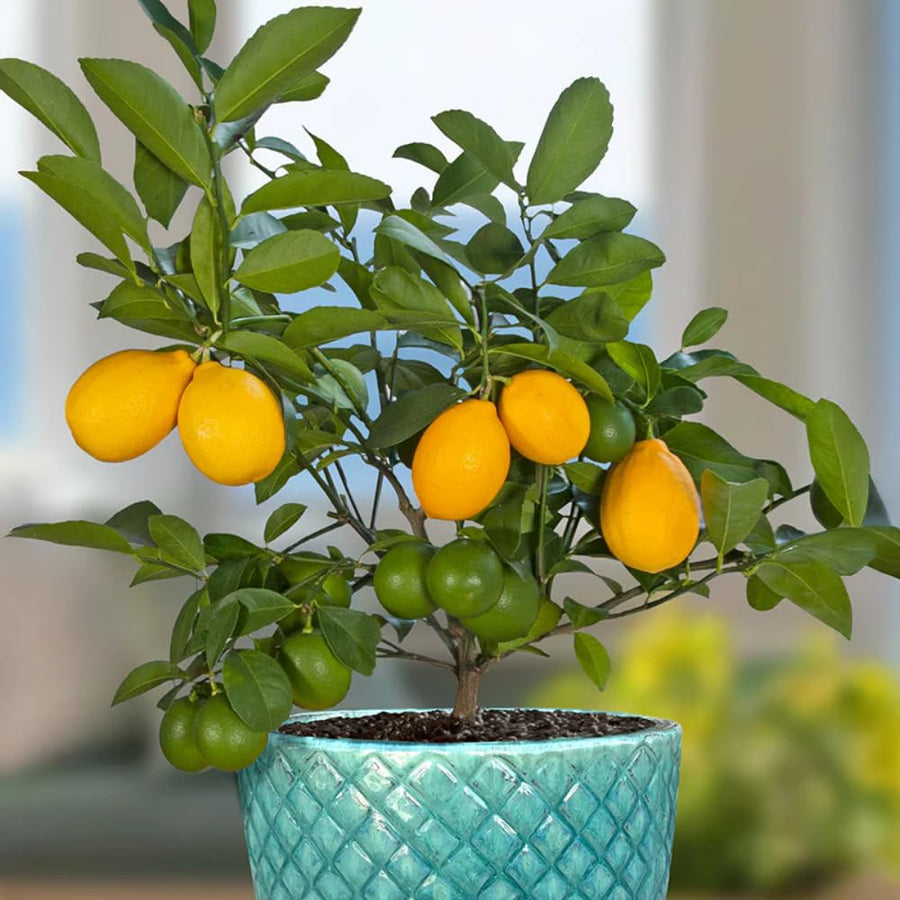 Lemon Plant Live, 2-4 Inches Tall, Dwarf Citrus Tree Starter for Indoor or Outdoor Growing, in 4" Pot
