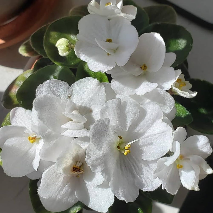 White African Violets Live Plant in 4" Pot, Starter African Violet for HouseplantIndoor Outdoor Home Decor