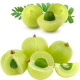 3 Years Old Gooseberry Tree Plant Live, Rare Large Gooseberry Bush 3 Feet Tall, Sweet Fruit Tree Garden for Outdoor Indoor