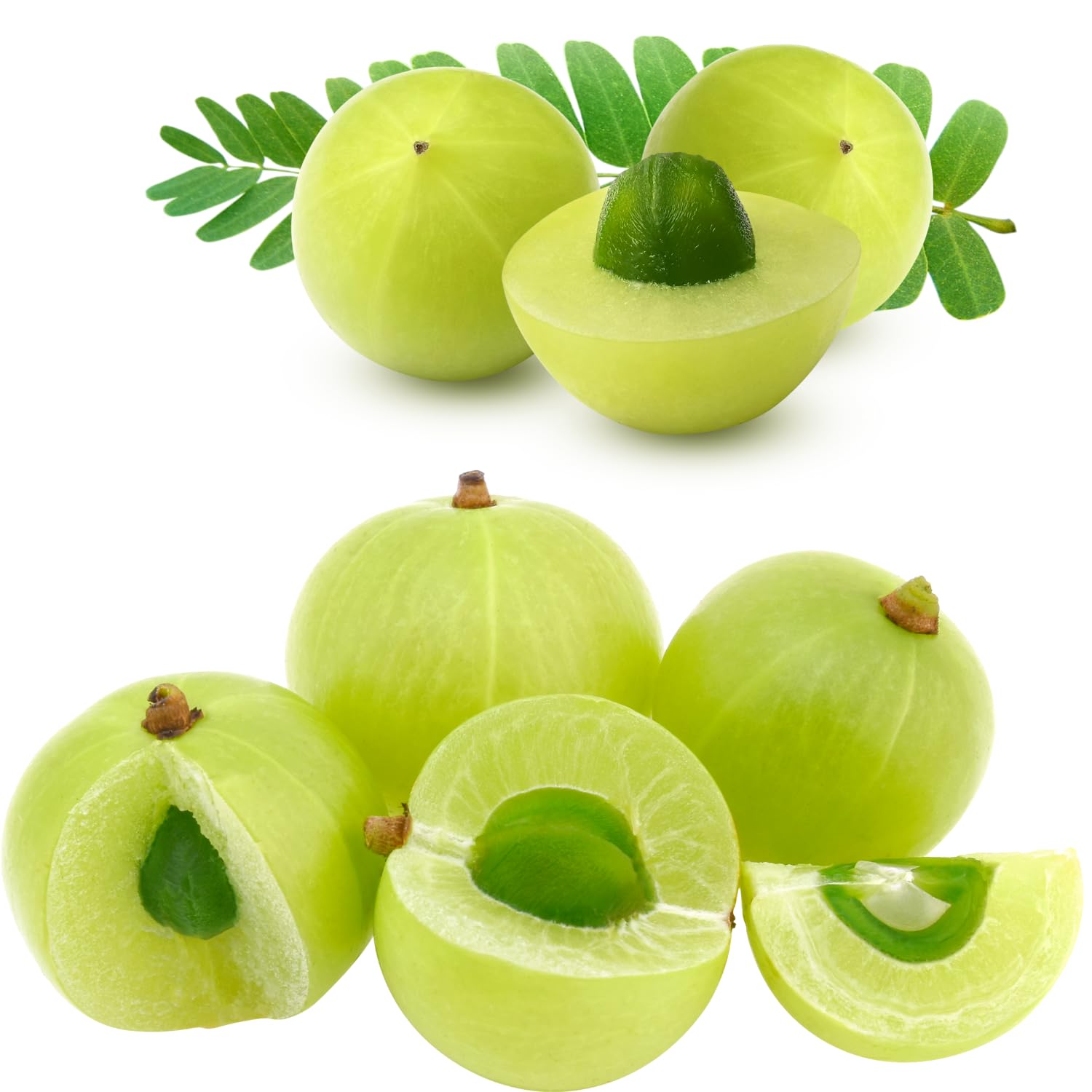 3 Years Old Gooseberry Tree Plant Live, Rare Large Gooseberry Bush 3 Feet Tall, Sweet Fruit Tree Garden for Outdoor Indoor