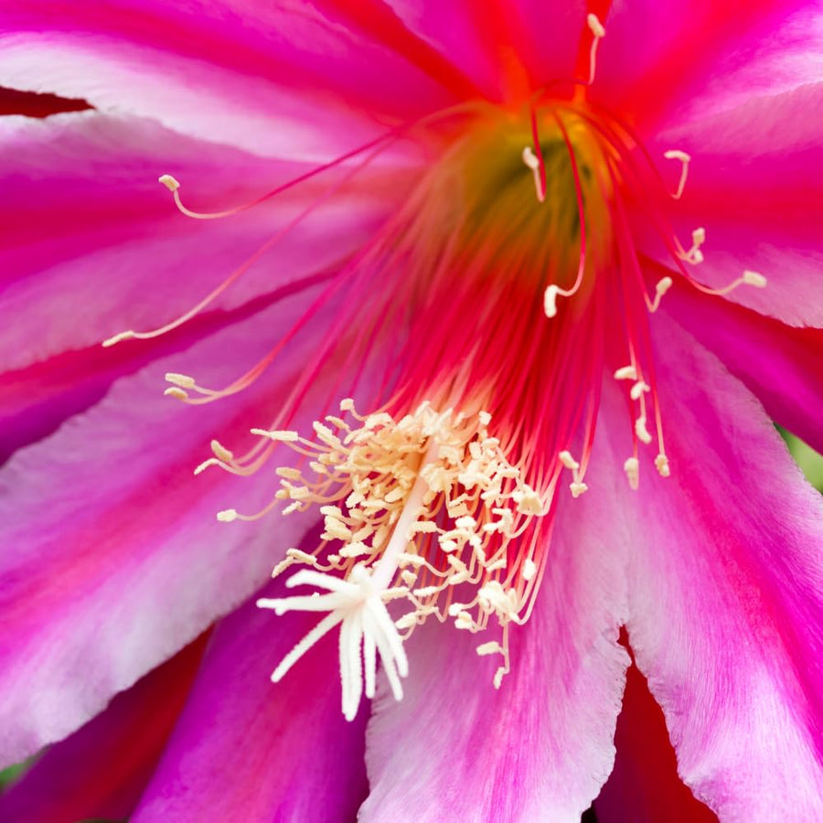 Epiphyllum Plants Live, 2 Plants per Pot, Orchid Cactus Plants for Indoor and Outdoor Planting, Well Rooted Orchid Cactus Plant, Ready to Plant (Pink Epiphyllum)