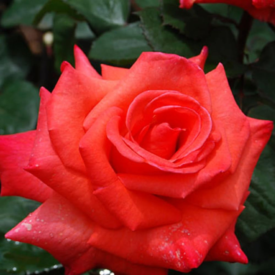 Rose Bush Live Plant - Climbing Rose Plant Live - Bareroot with Soil 7-10 Inch Tall - Fragrant Rose Flowers Heirloom Rose Shrub (Red Orange Rose)
