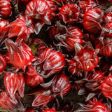 Red Roselle Hibiscus Plant Live Tree Size 8-12 Inc in 4" Pot, Sabdariffa Sorrel Jamaica Hibiscus Flower Plants Outdoor Planting, No CA