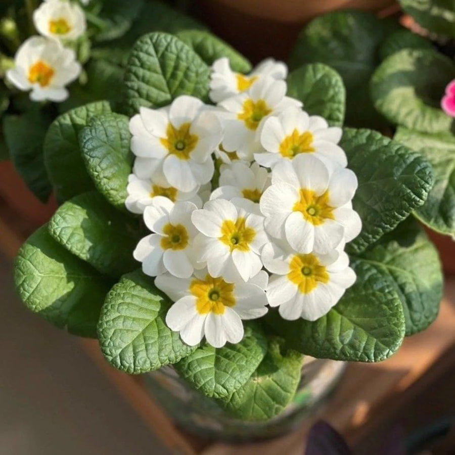 Set of 2 Live White Primrose Plant, Hardy Primrose Flower in 4 Inch Pot, Well Rooted for Indoor or Outdoor Planting