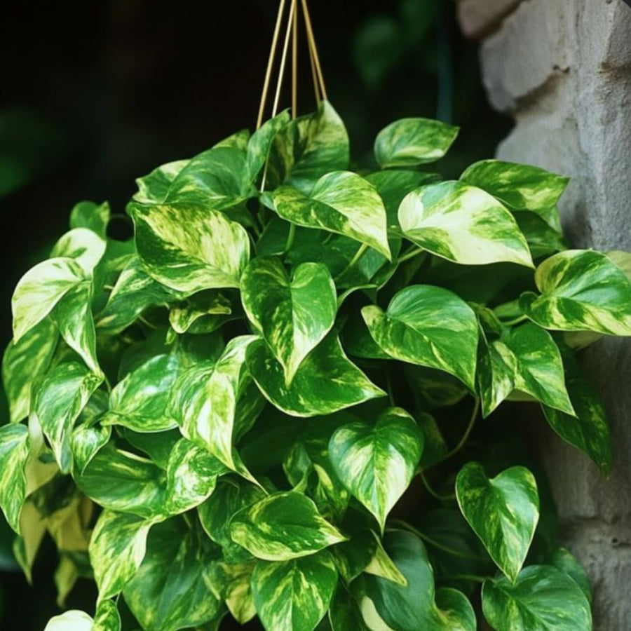 2 Pothos Live Plants, Live Pothos Plant, 3 to 5 Inc Tall, Indoor House Plants Outdoor (Golden)