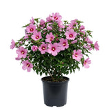 Pink Rose of Sharon Plant Live, Rose of Sharon Plant, Quart Pot, 6-10 Inches Tall, Vibrant Bloom, Pink Althea for Indoor Outdoor Growing