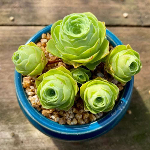 Pack 2 Mountain Rose Cactus Live Plants, Very Rare Succulent with Rose Shape and Green Color in 2" Pot, Stater Plant