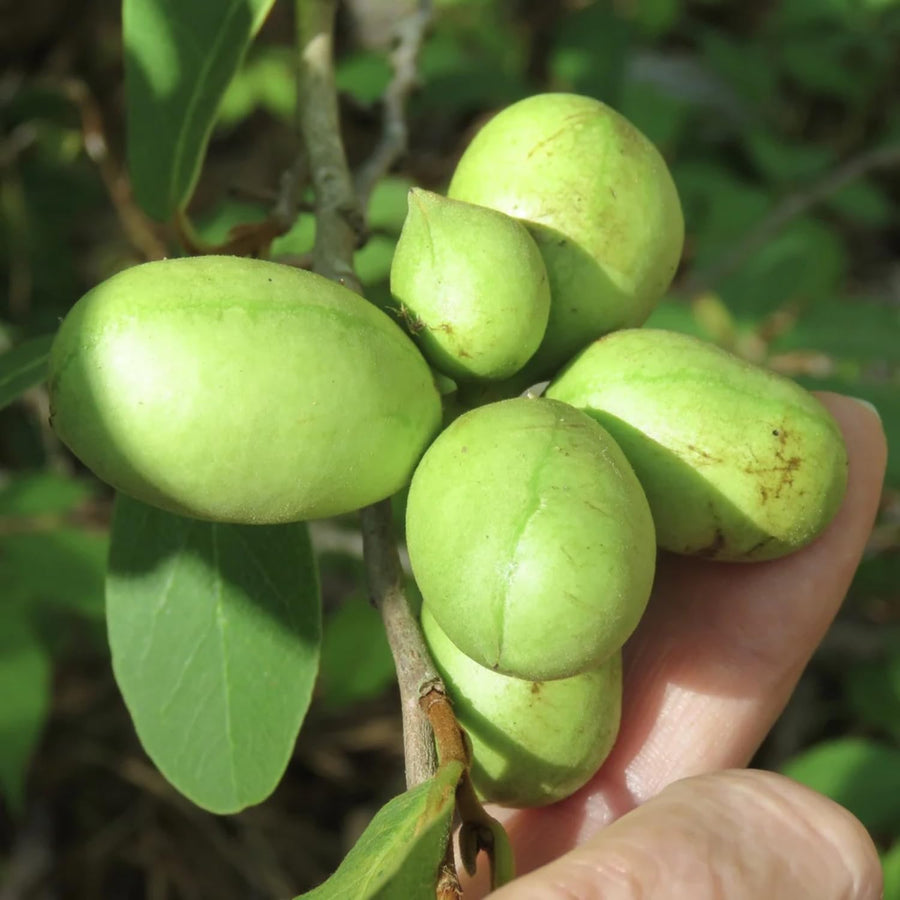 Pack 2 Pawpaw Trees Live Bareroots, 6-12 Inches Tall, Hardy Paw Paw Fruit Trees to Grow