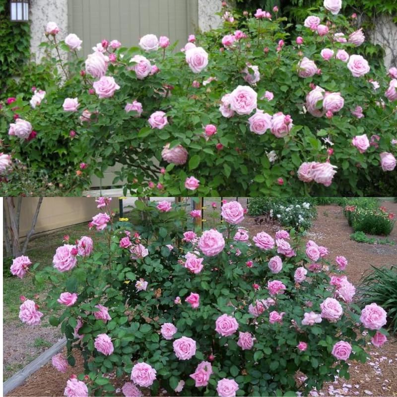 Medium Pink Dream Climbing Roses Live Plants 7 Months Old, Rose Bushes Ready to Plant 5-9" Tall, Very Fragrant, Can Grow As Climber or Bush Tree or Trellises, Walls, Fences