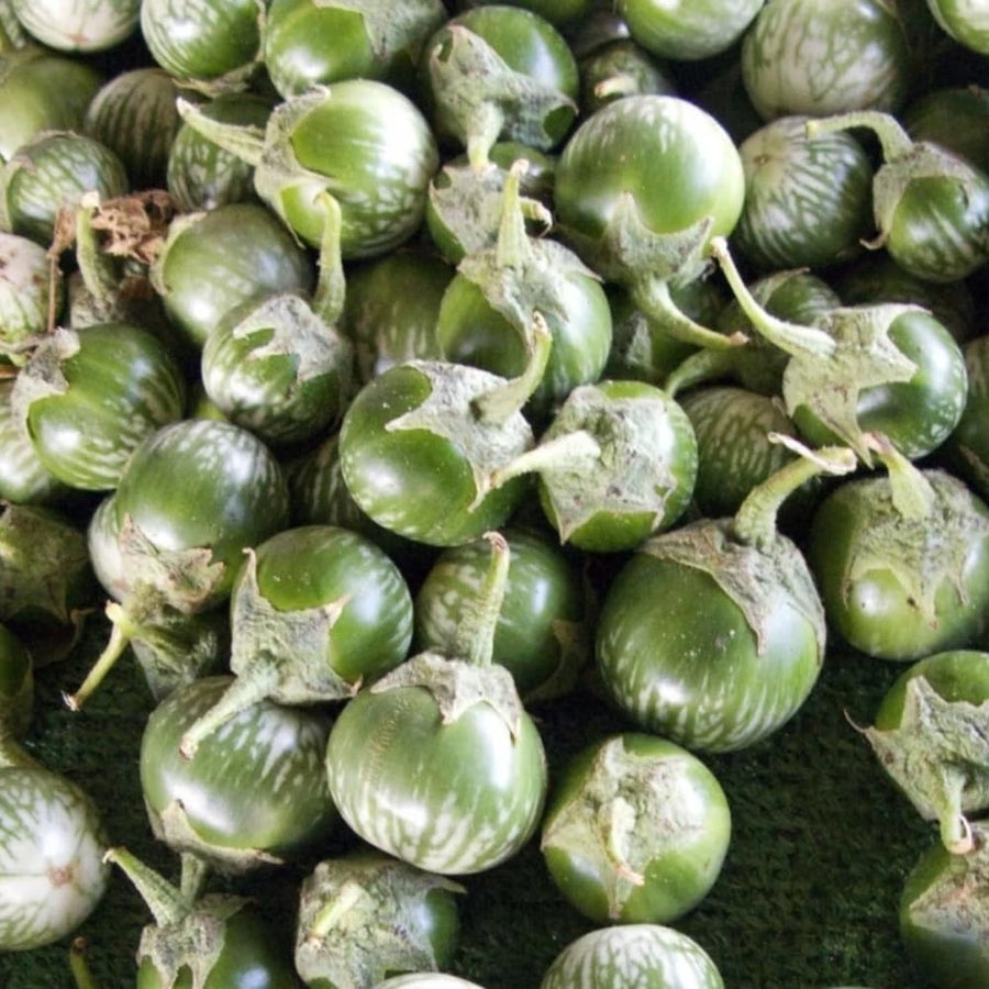 Pack of 100 Green Round Eggplant Seeds for Planting, Assorted Eggplant Vegetable Seeds for Outdoor Gardening, Suitable for Home Garden Beds, Raised Beds, or Containers