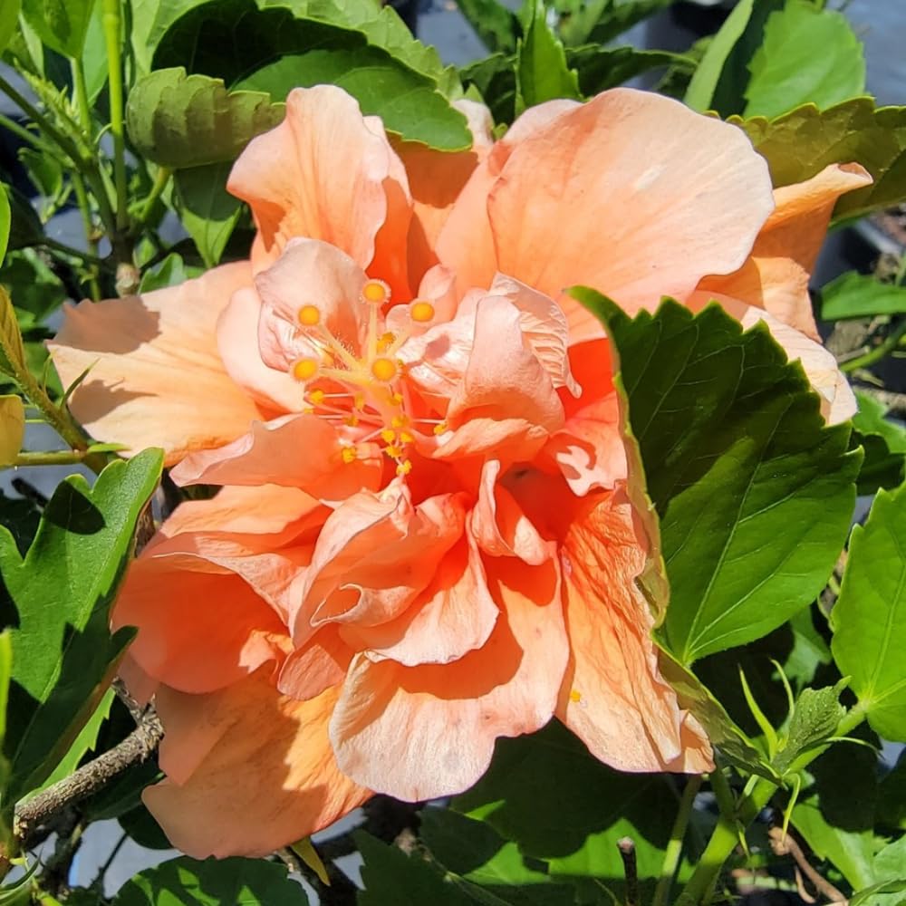 Set 4 Hardy Hibiscus Plants Live, Assorted Hibiscus Flowers Bush Shrub Well-Rooted Plugs, 3-5" Tall, Ornamental Hibiscus Seedlings