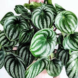 Peperomia Live Plant in 4" Pot, Easy-Care Indoor Trailing Houseplant Succulent Live (Watermelon Peperomia)