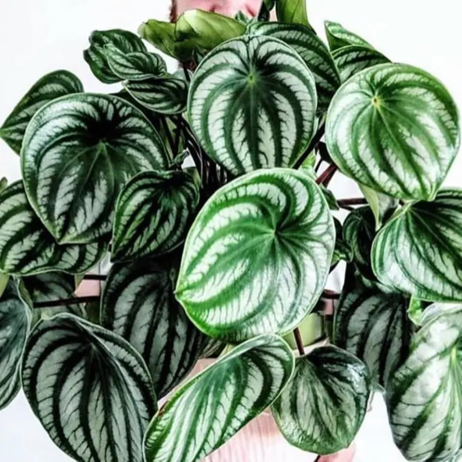 Peperomia Live Plant in 4" Pot, Easy-Care Indoor Trailing Houseplant Succulent Live (Watermelon Peperomia)