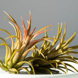 10 Red Tillandsia Air Plants, Live Tillandsia Succulent Houseplant Indoor Planting, 2 Inches