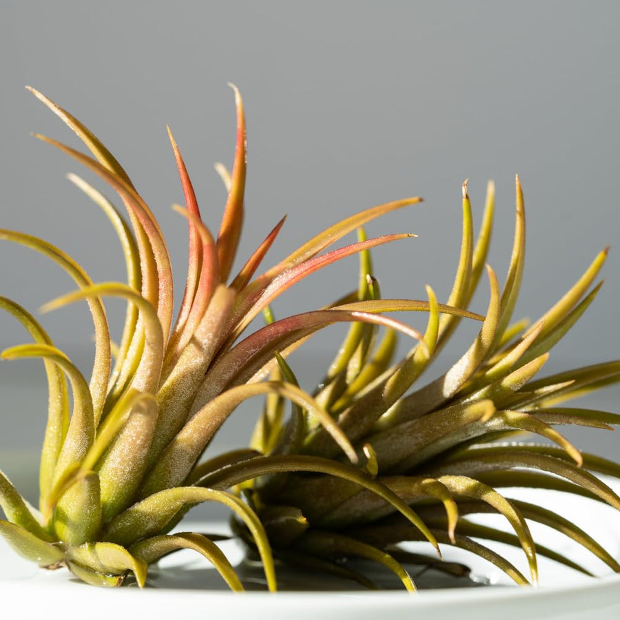 10 Red Tillandsia Air Plants, Live Tillandsia Succulent Houseplant Indoor Planting, 2 Inches