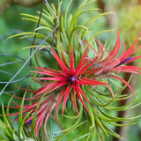 10 Red Tillandsia Air Plants, Live Tillandsia Succulent Houseplant Indoor Planting, 2 Inches