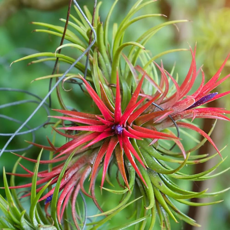 10 Red Tillandsia Air Plants, Live Tillandsia Succulent Houseplant Indoor Planting, 2 Inches