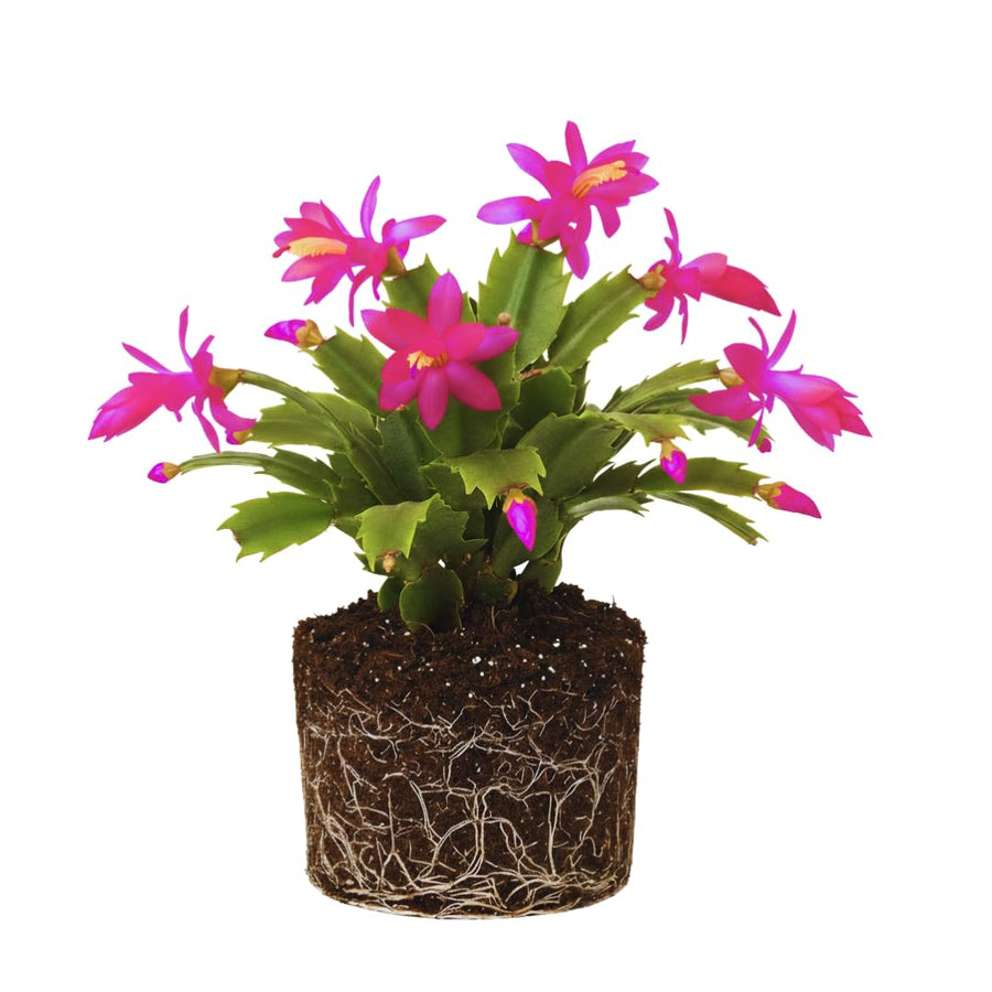 Christmas Cactus Plant Live, Holiday Cactus Live Plant, 4 to 6 Inc Tall, Hanging Baskets Houseplants, 4 Inc Potted, Gardening Indoor Outdoor (Pink)