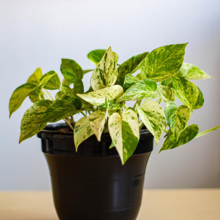Set 2 of Pothos Plants Live, Pothos Vine Live Plants, Indoor House Plant Garden, 3 to 5 Inc in Height