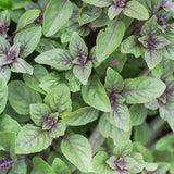 African Blue Basil Plant Live, 4 to 6 Inch Tall Herb Plant, Fragrant Leaves Basils Live Plants Potted