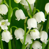 Set 10 Lily of the Valley Roots, Lily of the Valley Bulbs, Sweetly Fragrant White Flowers, Easy Grow for Garden Bed and Borders