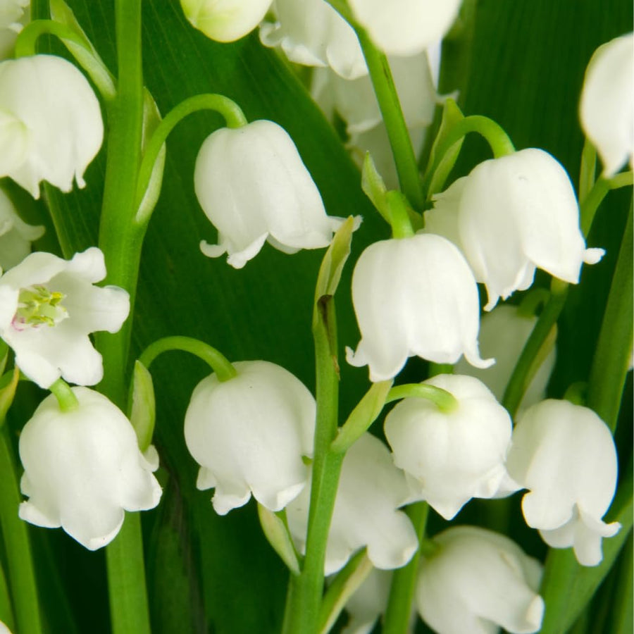 Set 10 Lily of the Valley Roots, Lily of the Valley Bulbs, Sweetly Fragrant White Flowers, Easy Grow for Garden Bed and Borders