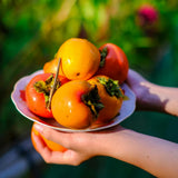 Sweet Persimmon Live Tree for Planting, Edible Fruit Plant for Backyard Garden, Cold-Hardy Fruit Tree 6-12'' Tall