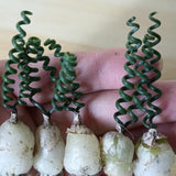 Rare Albuca Curly Plant Live in 4" Pot, Corkscrew Frizzle Sizzle Houseplant Ornamental Albuca Spiralis, Curly Grass Succulent Live Plant