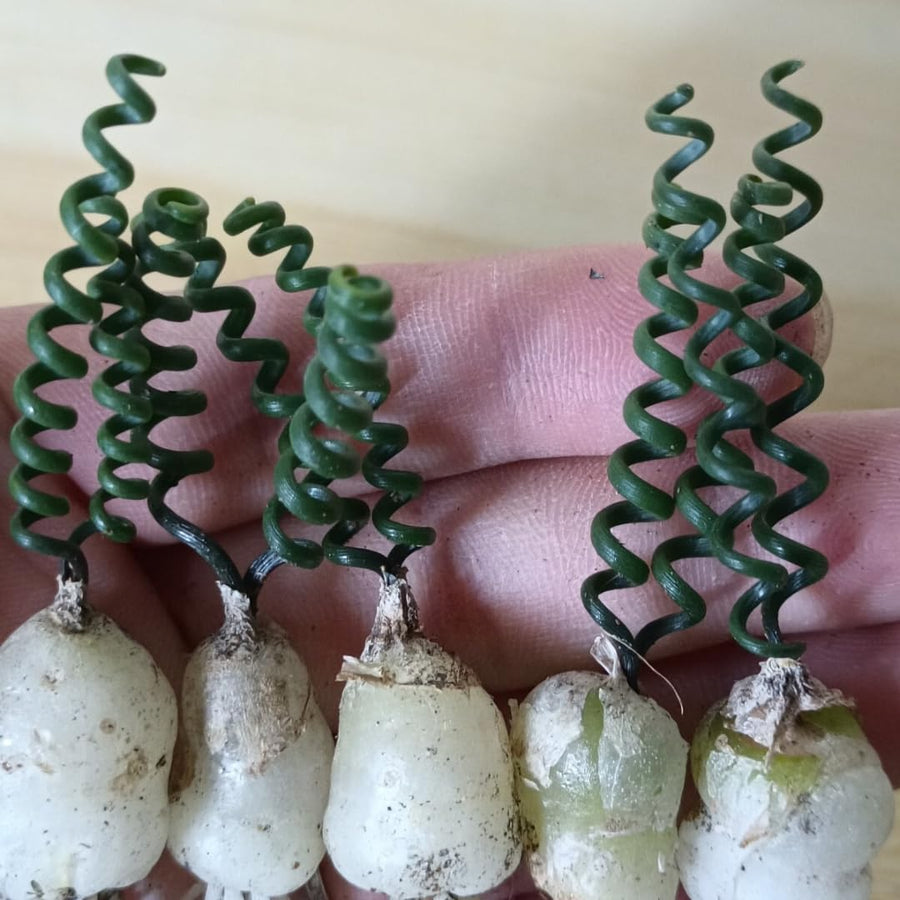 Rare Albuca Curly Plant Live in 4" Pot, Corkscrew Frizzle Sizzle Houseplant Ornamental Albuca Spiralis, Curly Grass Succulent Live Plant