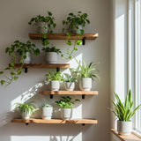 Set 6 Assorted Pothos Live Plants, Live Pothos Plant Indoor, 4 to 6 Inc Tall, Easy Care Indoor Outdoor Houseplants Plants, No Pot