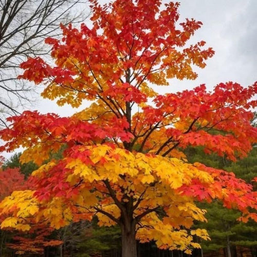 Set of 2 Sassafras Live Trees, 12–18" Tall, Bare Root, Common Sassafras Seedling Trees Well-Rooted for Outdoor Garden Growing