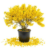 Forsythia Lynwood Gold Tree Live Plant, Forsythia Bush Live Plant, 8-10 Inches Tall in Quart Pot for Outdoor Planting, Dormant in Winter