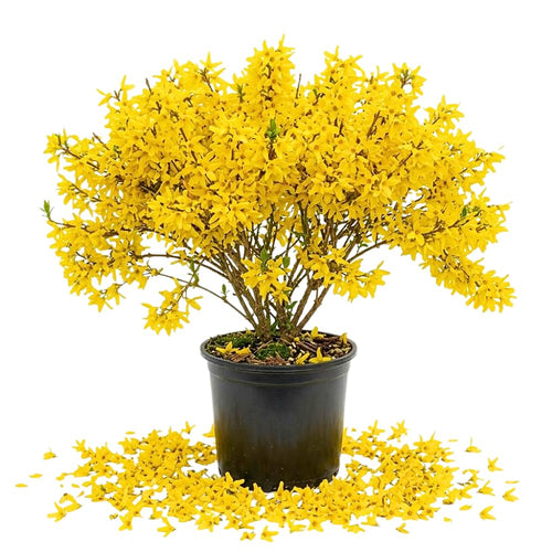 Forsythia Lynwood Gold Tree Live Plant, Forsythia Bush Live Plant, 8-10 Inches Tall in Quart Pot for Outdoor Planting, Dormant in Winter