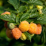 1 Fall Gold Raspberry Plant Live for Planting, 20-30 Inch Tall, Fall Raspberry Bushes Live Plants, Sweet Raspberry Fruit Trees