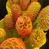 5-9" Awapuhi Shampoo Ginger Plants Live, Zingiber Zerumbet Pinecone Ginger Plants, Red Ginger Lily Flowers Outdoor Growing