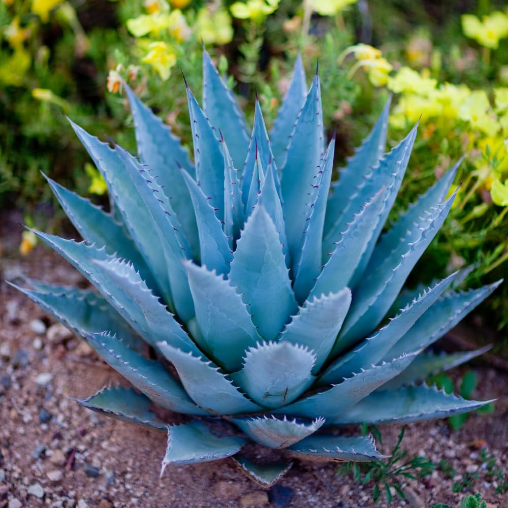 Set 4 Blue Agave Plants Live, Agave Live Plant, Easy Care Succulent Plant, 3 to 5 Inches Tall, Indoor Outdoor Growing