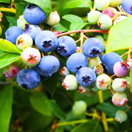 3 Blueberry Plants Live for Planting Outdoor, Blueberry Bushes Live Plant 1 Year Old, Blueberry Fruit Trees Live, Highbush Blueberry Plants, 5-10" Tall, No Pot (Tophat Blueberry)