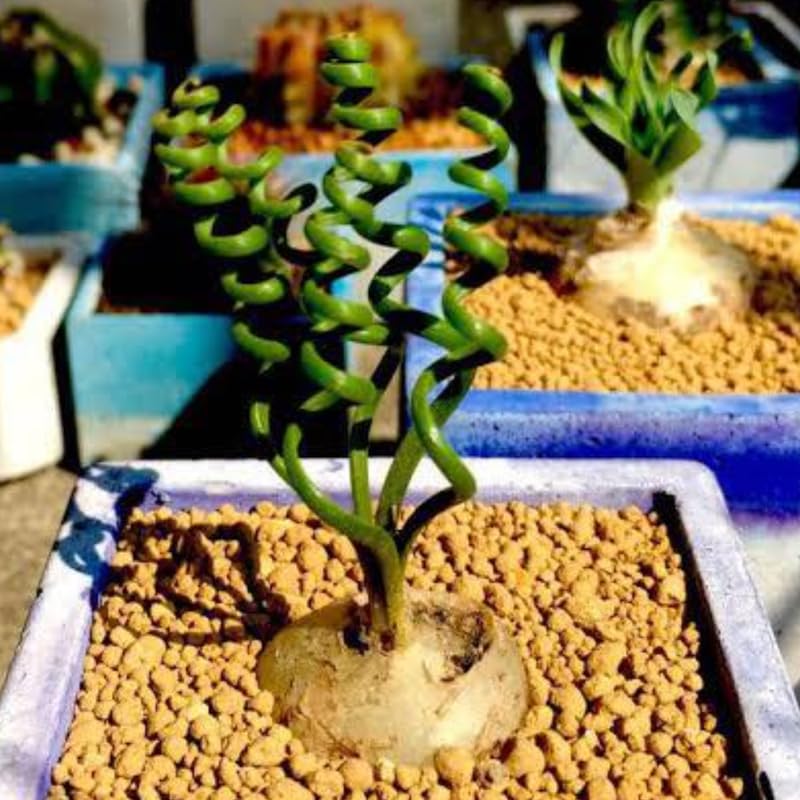 Albuca Live Plant, Rare Spiral Leaf Succulent, 4 Inch Pot, Curly Grass Easy Care Indoor Plant