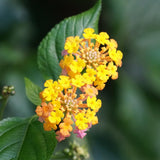Set 3 Lantana Plants Live for Planting, 6-9 Inch Height, Ornamental Lantana Live Plants Ready to Grow (Yellow Gold Lantana)