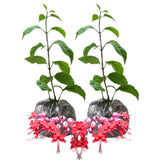 2 Red Purple Bleeding Heart Vine to Grow 5 to 9 Inch Tall, Clerodendrum Bleeding Heart Live Plants Well Rooted, Fragrant Bleeding Heart Tree