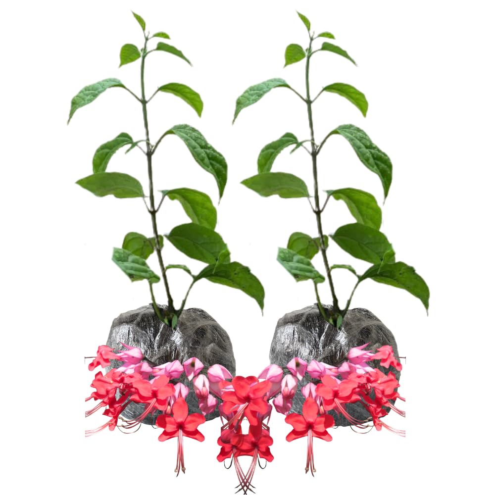 2 Red Purple Bleeding Heart Vine to Grow 5 to 9 Inch Tall, Clerodendrum Bleeding Heart Live Plants Well Rooted, Fragrant Bleeding Heart Tree
