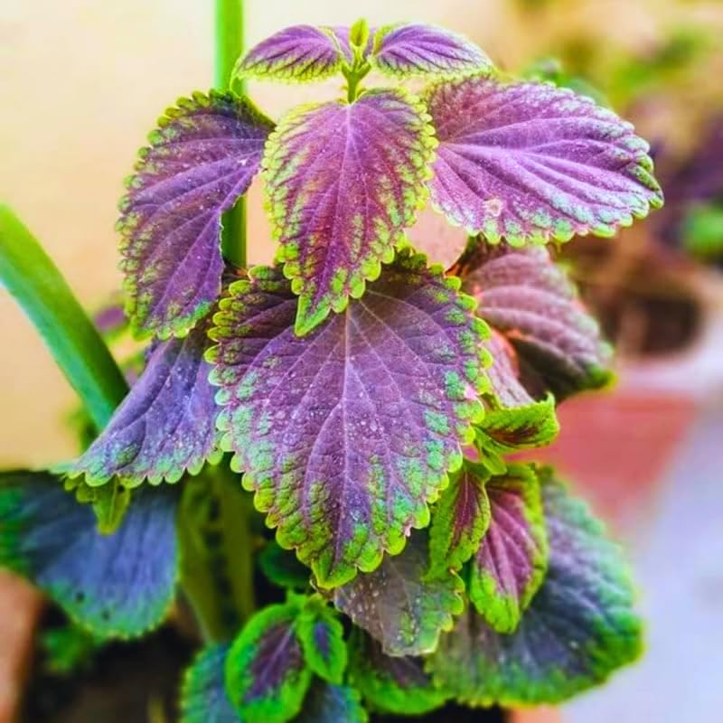 Ivy Live Plants in 4'' Pot, Hardy Ivy Vine Plant for Trellis, Ground Cover, Live Indoor Houseplants
