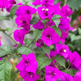 Purple Bougainvillea Tree Live Plant, 1 Year Old Ready to Plant Outdoor, Very Hardy