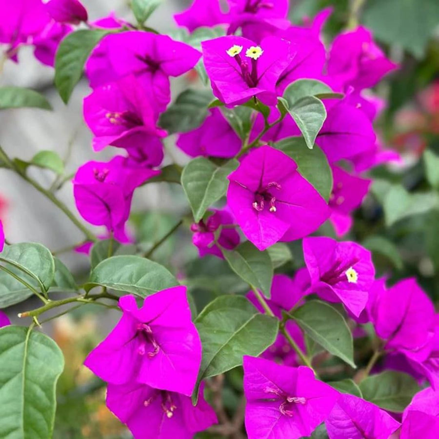 Purple Bougainvillea Tree Live Plant, 1 Year Old Ready to Plant Outdoor, Very Hardy
